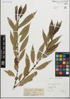 Foto von Salix fragilis L. x Salix triandra L.